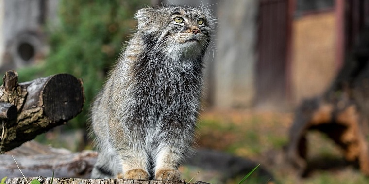 Миллионы просмотров: трансляции из Московского зоопарка привлекают зрителей по всей России